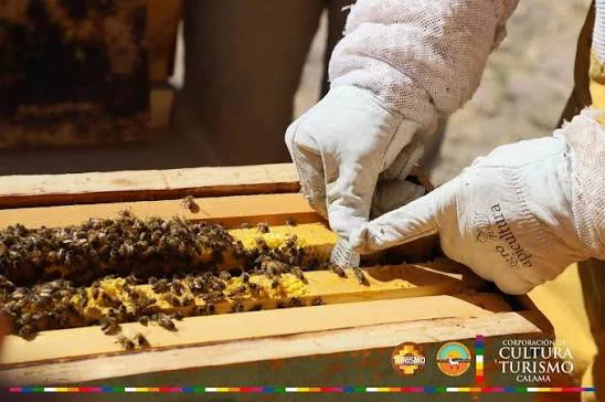 Paneles de abejas en Calama